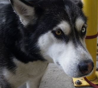 子犬 犬 動物 犬歯
 写真