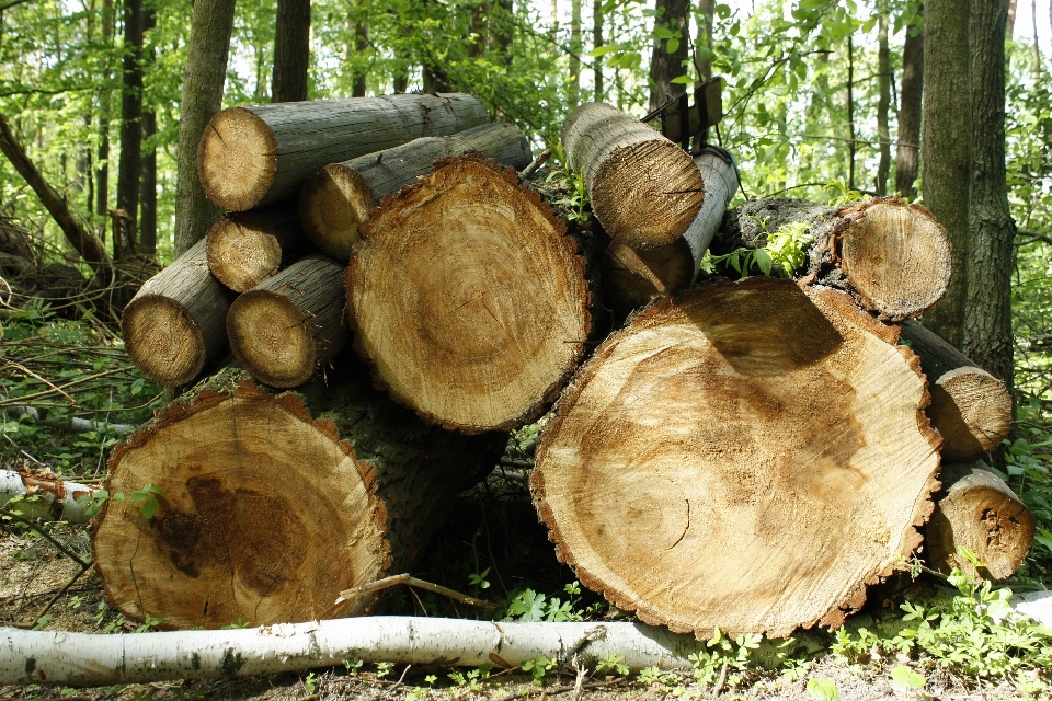 Baum wald holz stamm