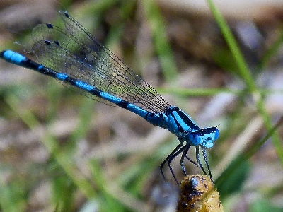 Nature grass wing plant Photo