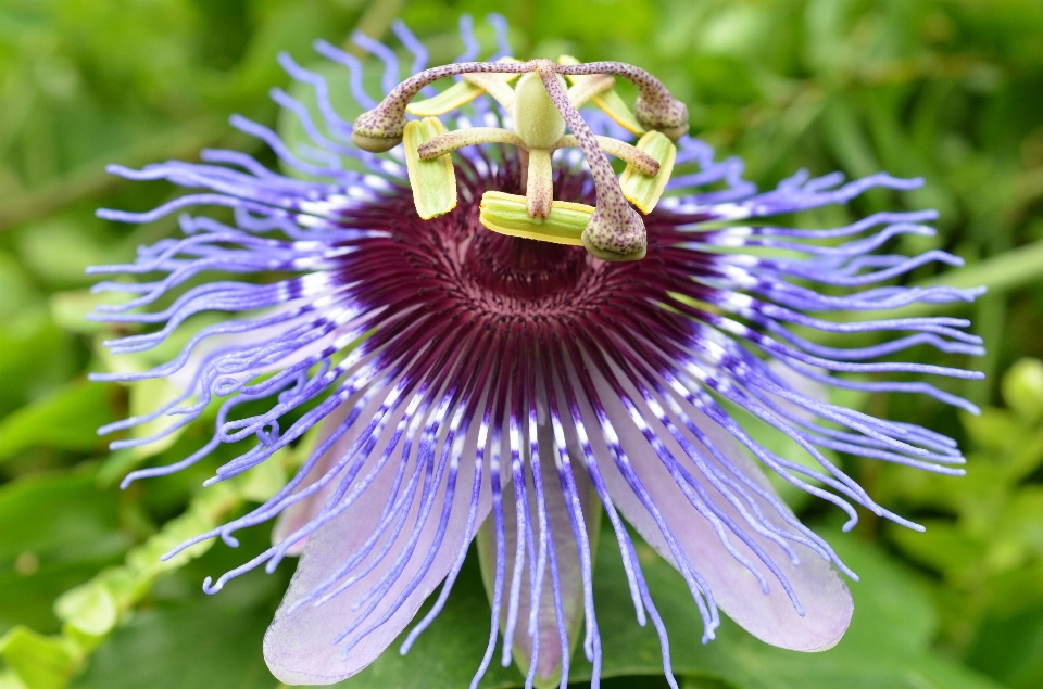 Blüte anlage fotografie blume