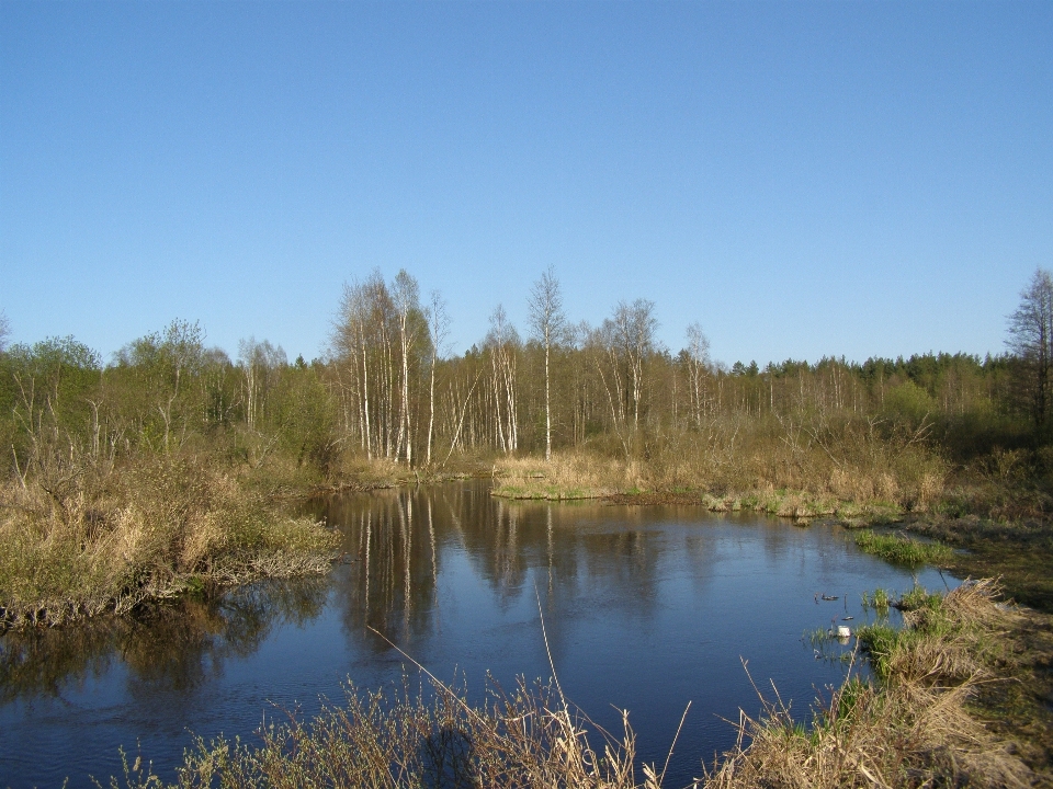 Paysage arbre eau nature