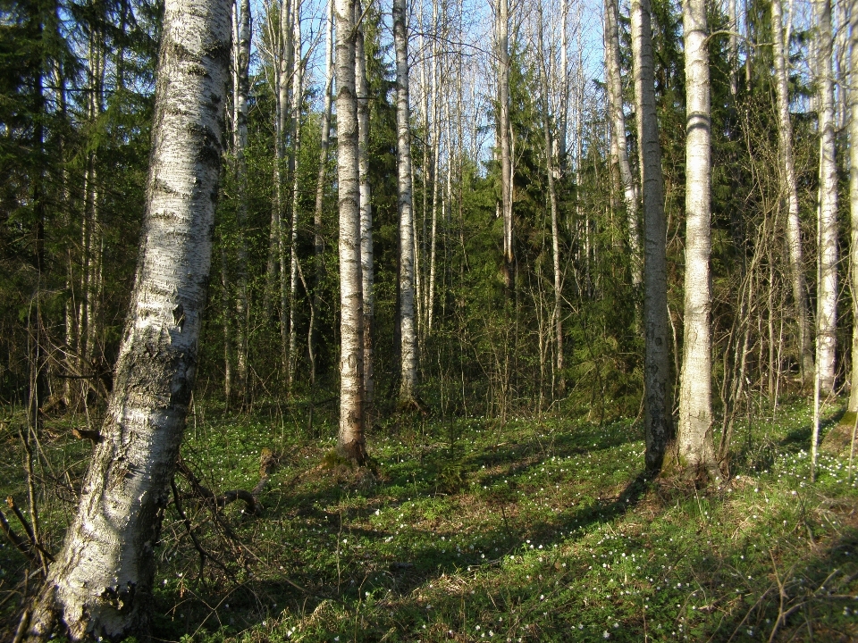 Paesaggio albero natura foresta