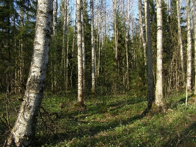 Landscape tree nature forest Photo