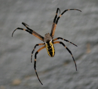 Web insect halloween black Photo