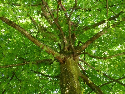 Tree forest branch plant Photo