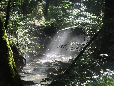 Tree water nature forest Photo