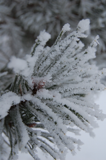 Tree branch snow cold