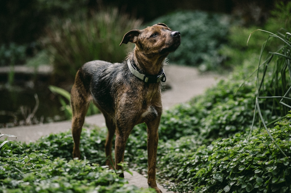 Anak anjing peliharaan mamalia