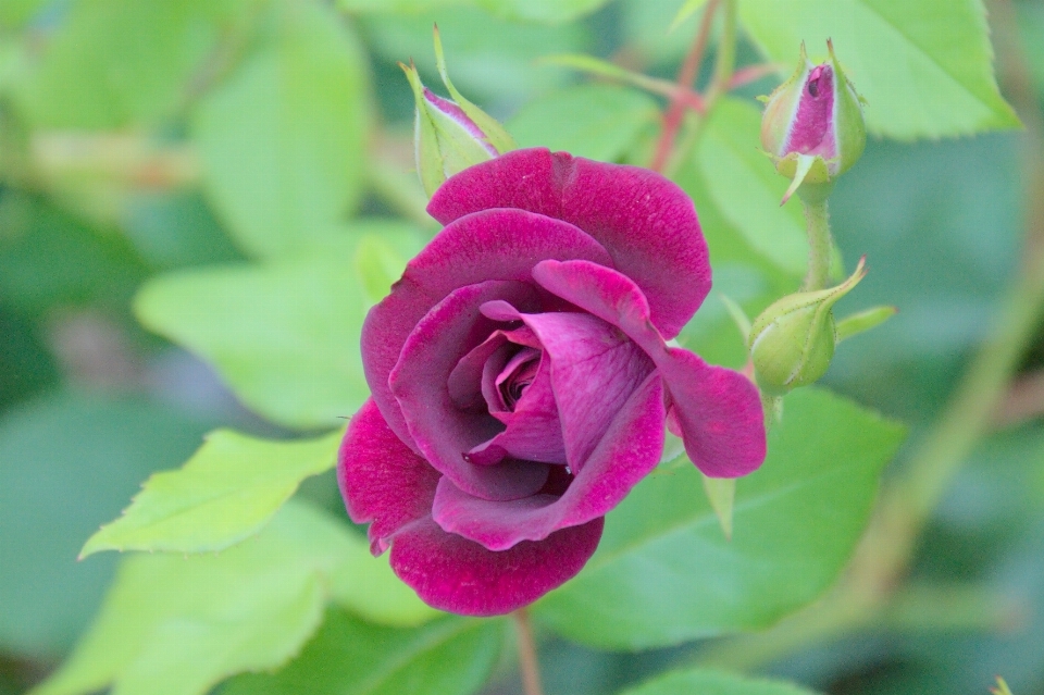 Pianta fiore viola petalo