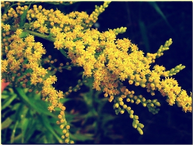 Tree nature branch blossom Photo