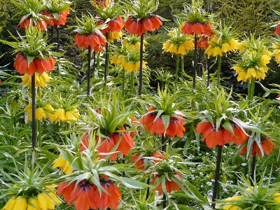 Blossom plant flower bloom Photo