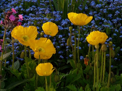 çiçek bitki alan çayır
 Fotoğraf