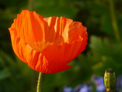 Photo Fleurir usine champ fleur