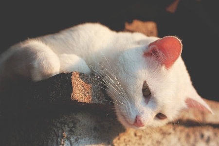 白 ねずみ 動物 ペット 写真