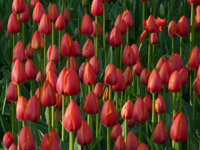 風景 自然 アウトドア 花 写真