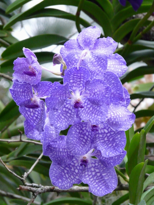 Blüte anlage blume blühen