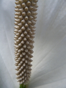 Blossom plant white plank Photo