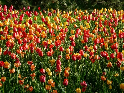 風景 自然 アウトドア 花 写真