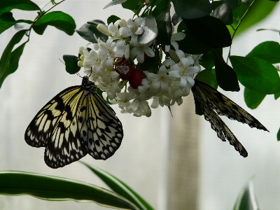 ブランチ 花 植物 白 写真