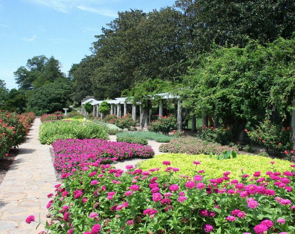 Path blossom plant lawn