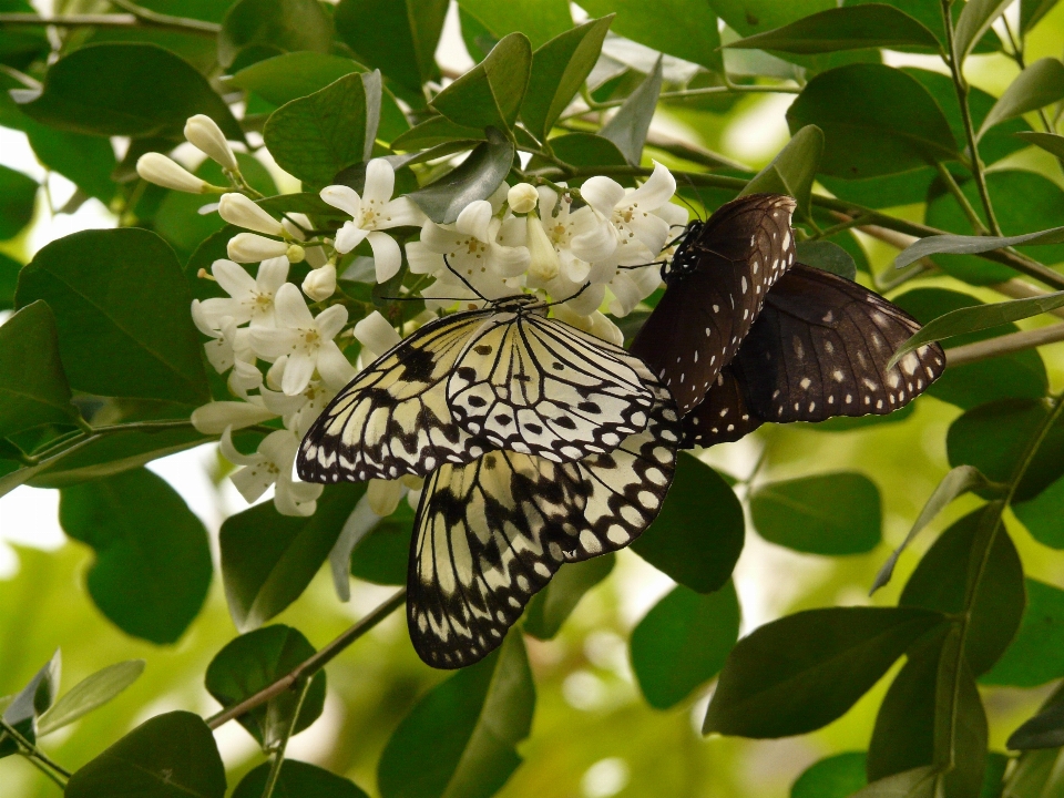 Filial branco flor tropical