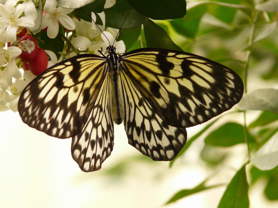 Asa branco flor tropical