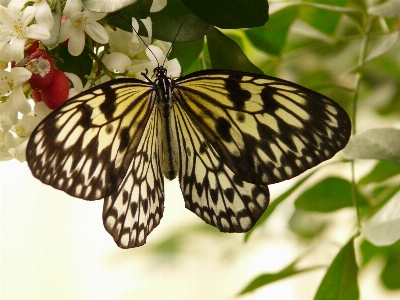 Foto Asa branco flor tropical