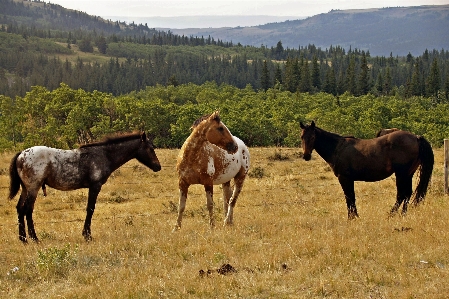 Landscape nature meadow prairie Photo