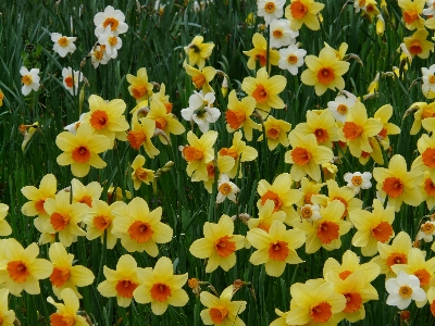 Plant meadow flower spring Photo