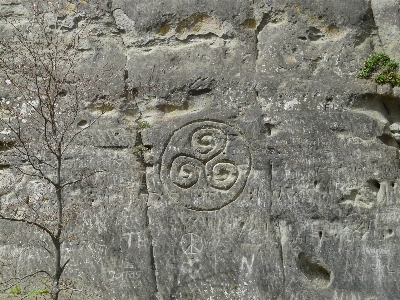 Tree rock wall stone Photo