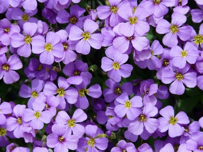 Blossom plant flower purple Photo