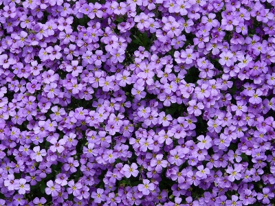 Blossom plant flower purple Photo