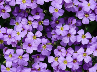 Blossom plant flower purple Photo