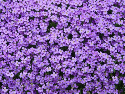 Blossom plant flower purple Photo