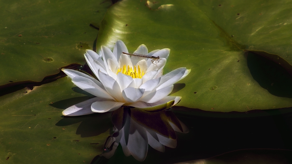 水 自然 花 植物