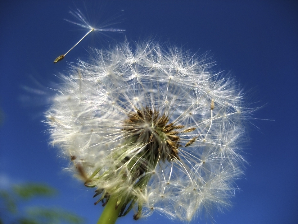 Naturaleza césped planta cielo