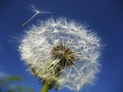 Foto Natureza grama plantar céu