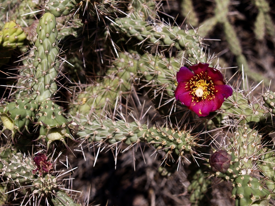 Natur blüte stachelig
 kaktus
