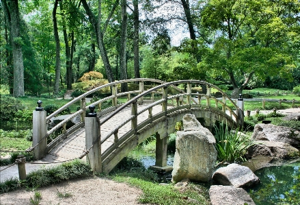 Tree forest path architecture Photo