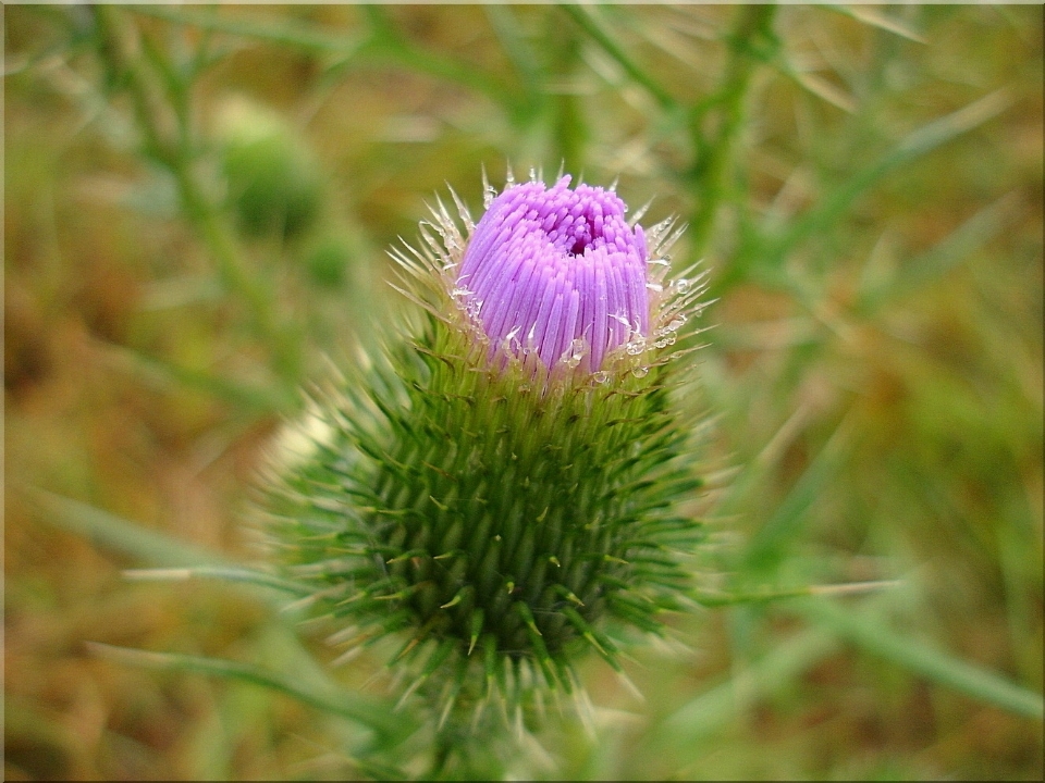 Natur stachelig
 anlage wiese
