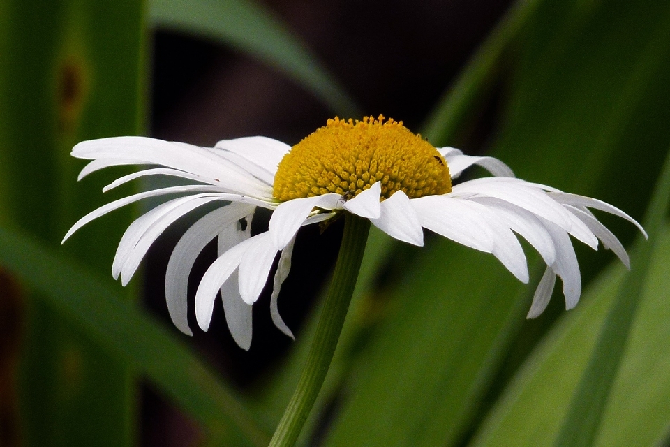 Natura erba fiore pianta