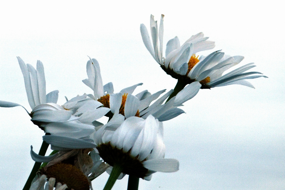 Natur blüte anlage bündel