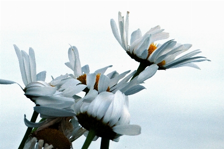 Nature blossom plant bunch Photo