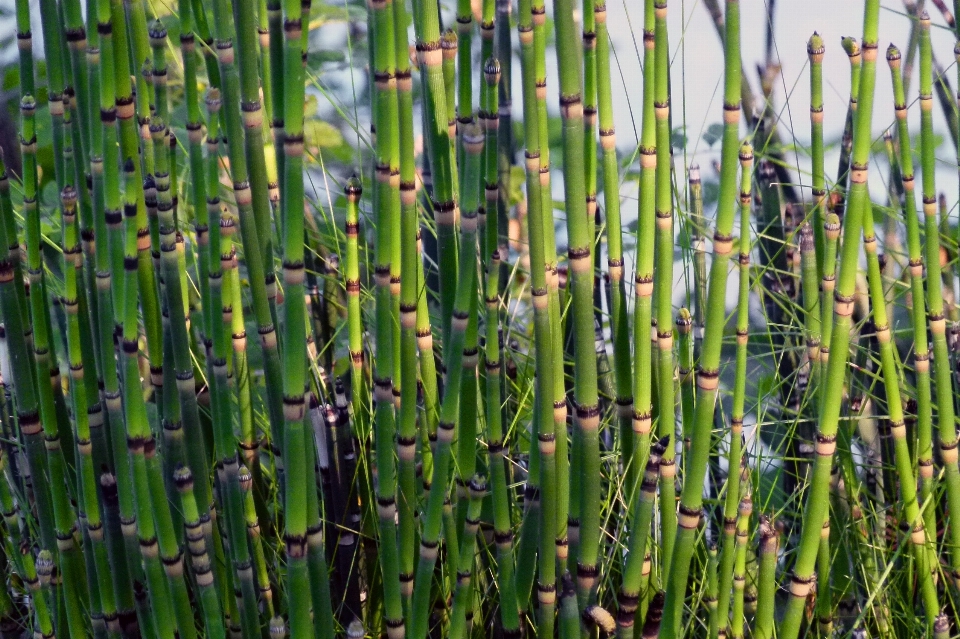 自然 草 分支 植物