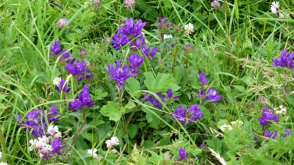 Plant meadow flower herb