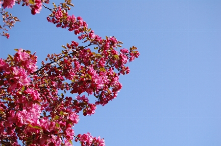 Tree branch blossom plant Photo