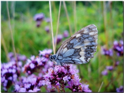 Nature grass wing plant Photo