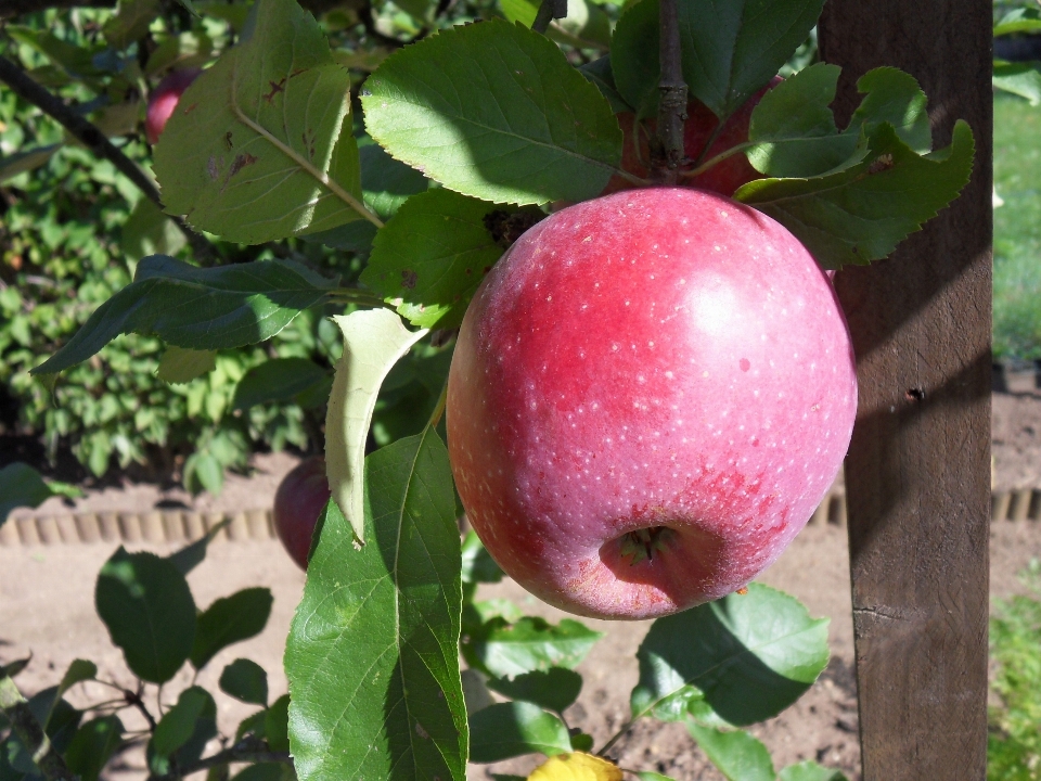 Apple baum natur anlage