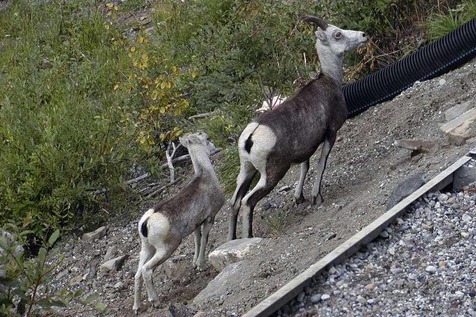 Faune sauvage cerf zoo