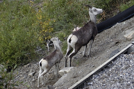 野生動物 野生 鹿 動物園 写真